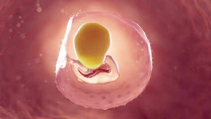3d rendered medical illustration of an embryo at 2 weeks of gestation - obrazy, fototapety, plakaty