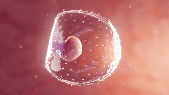 3d rendered medical illustration of an embryo at the first week of gestation