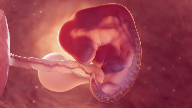 3d rendered medical illustration of an embryo at 6 weeks of gestation