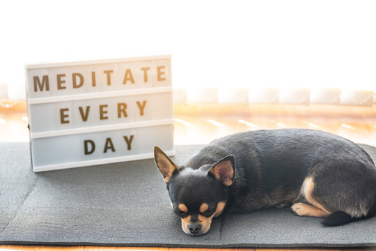 Chihuahua dog sleeping on yoga mat