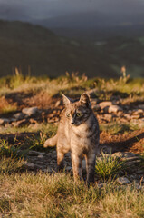 cat in the mountains