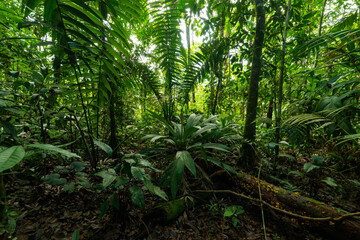Green trees growing in tropical forest