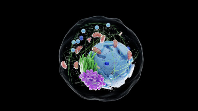 3d rendered medical illustration of the human cell