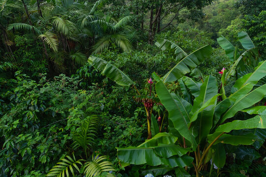 Green trees growing in tropical forest