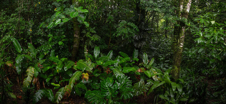 Green trees growing in tropical forest