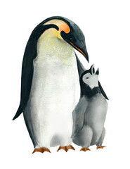 Penguin on a white background,Royal penguin.