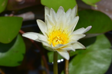 closeup white lotus  blooming with yellow pollen and background with green leaves