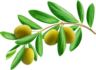 Green olives with leaves isolated