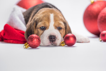 sad beagle puppy lies among red Christmas toys on a white background