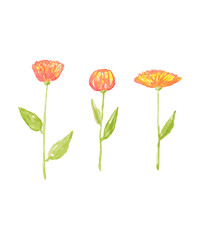 Obraz premium Orange flowers of marigold. floral decorative element.