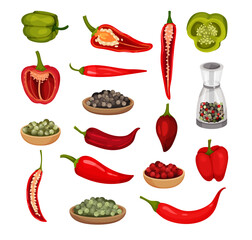 Set of hot and sweet pepper. Green and red jalapeno, chili, paprika peppers and seeds. Fresh and dried spicy vegetables vector