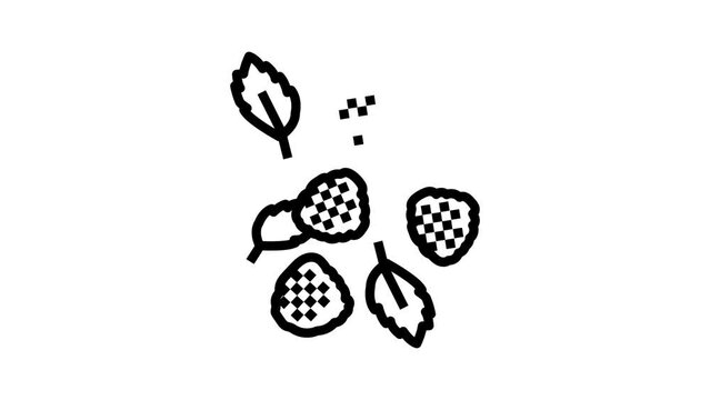 ripe raspberry berries line icon animation