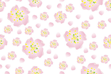Illustration of the cherry bossoms flower on empty background.
