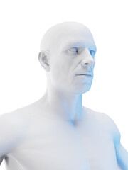 3d rendered medical illustration of the upper torso