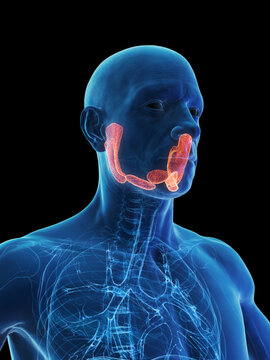 Sublabially รูปภาพSublingual – เลือกดูภาพถ่ายสต็อก เวกเตอร์ และวิดีโอ1,362 | Adobe ...