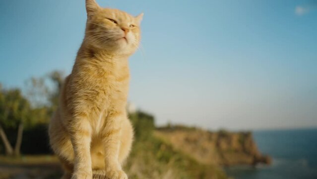 A red cat sits on the railing, squints at the sun and wind and turns away. Against the background of mountains and the sea.