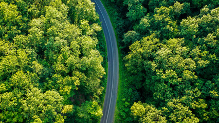 trees in the park and road