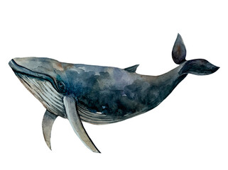 Whale  isolated on white background