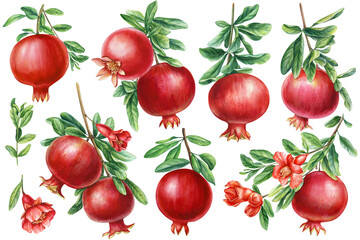 Pomegranate branch, leaves and flower on isolated background. Watercolor botanical painting illustration, Set fruits. 