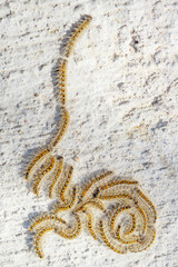 Swarm or procession larvas of Pine Processionary moth on gray concrete road. Thaumetopoea pityocampa. Group of danger caterpillars, poisonous insect. Damaging pine forest pests on Curonian Spit