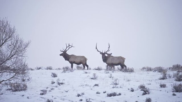 Bull Elk on hilltop as it snows as they both limp while walking as lone cow elk follows in the Grand Tetons.