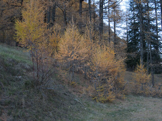 In autumn along  in the municipality of Rhêmes-Notre-Dame, in the Aosta Valley, Italy