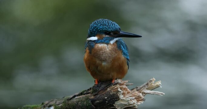 Detail of kingfisher. Common kingfisher, Alcedo atthis, perched on branch near nesting burrow and cleans feathers. Wildlife breeding season. Colorful bird in summer nature. Hunting river kingfisher.