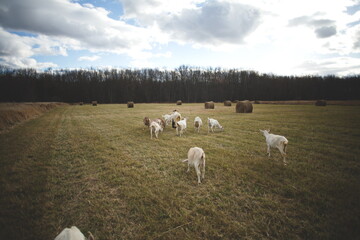 Fototapeta premium Saanan and Alpine dairy goats on a small farm in Ontario, Canada.
