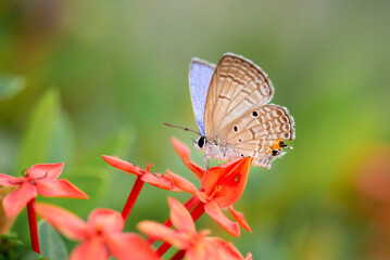butterfly on a flower