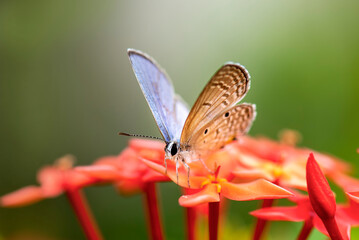 butterfly on flower