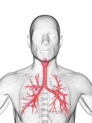 3d rendered medical illustration of the bronchial tree