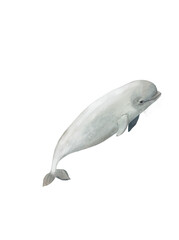 Obraz premium White whale isolated on white background