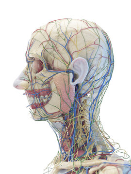 3d rendered medical illustration of organs of a man's face and neck.