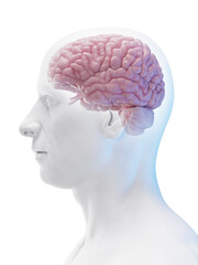 3d rendered medical illustration of a man's brain
