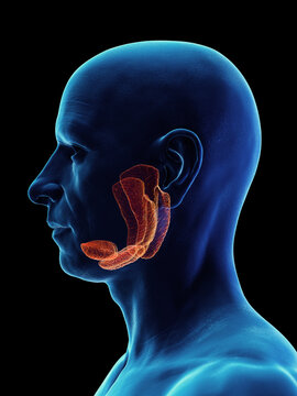 3d rendered medical illustration of a man's salivary gland.
