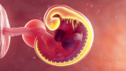 3d rendered medical illustration of the embryonic nervous system - obrazy, fototapety, plakaty