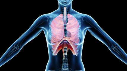 3d rendered medical illustration of a woman's respiratory system - obrazy, fototapety, plakaty