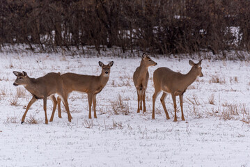 Urban White-tailed Deer Feeding In The Snow In December