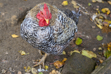 cock close-up grazing in the yard