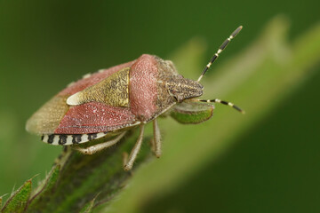 Closeup on the hairy shield bug, Dolycoris baccarum sitting on top of a vegetation