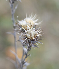 dried flower in the wild flower
