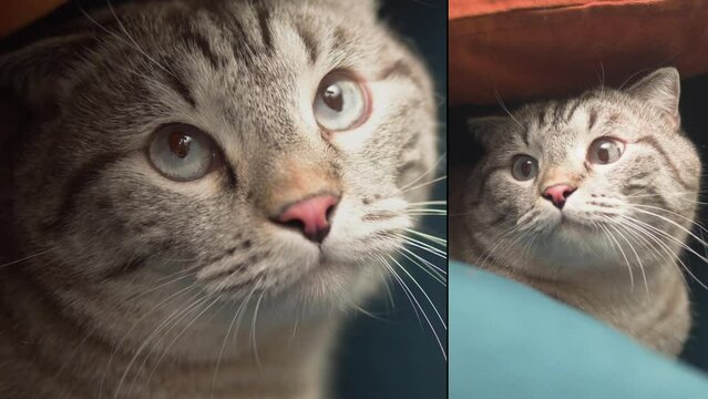 Cat sitting in cardboard box in living room multi screen shot. Grey kitten with big eyes close-up. Furry pedigreed pet relaxing in room. Little best friends. Keeping domestic animal at home.