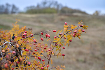 rosehip berries in the wild