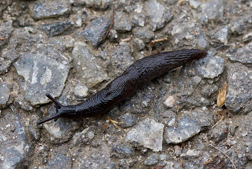 slug snail without shell with antennae