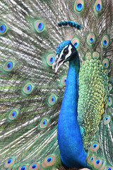 Naklejka premium peacock with feathers out in closeup picture
