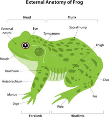 External anatomy of Frog