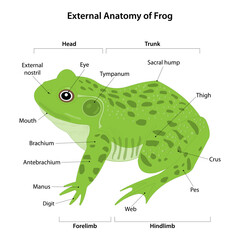 External anatomy of Frog