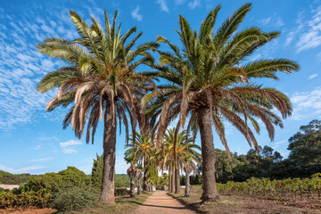 Obraz na płótnie Canvas Scenic view of footpath to beach bordered by huge palm trees in Saint Tropez bay area at La Croix Valmer