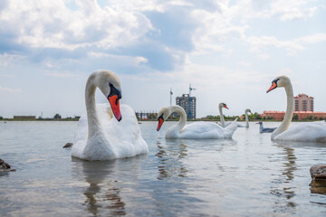 Fototapeta na wymiar A large flock of graceful white swans swims in the lake., swans in the wild