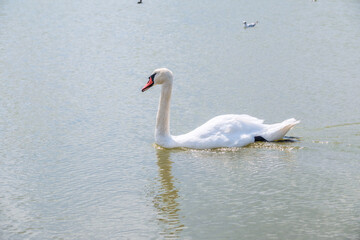 Fototapeta premium Graceful white Swan swimming in the lake, swans in the wild. Portrait of a white swan swimming on a lake.